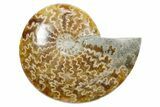 Polished Ammonite (Cleoniceras) Fossil - Madagascar #348499-1
